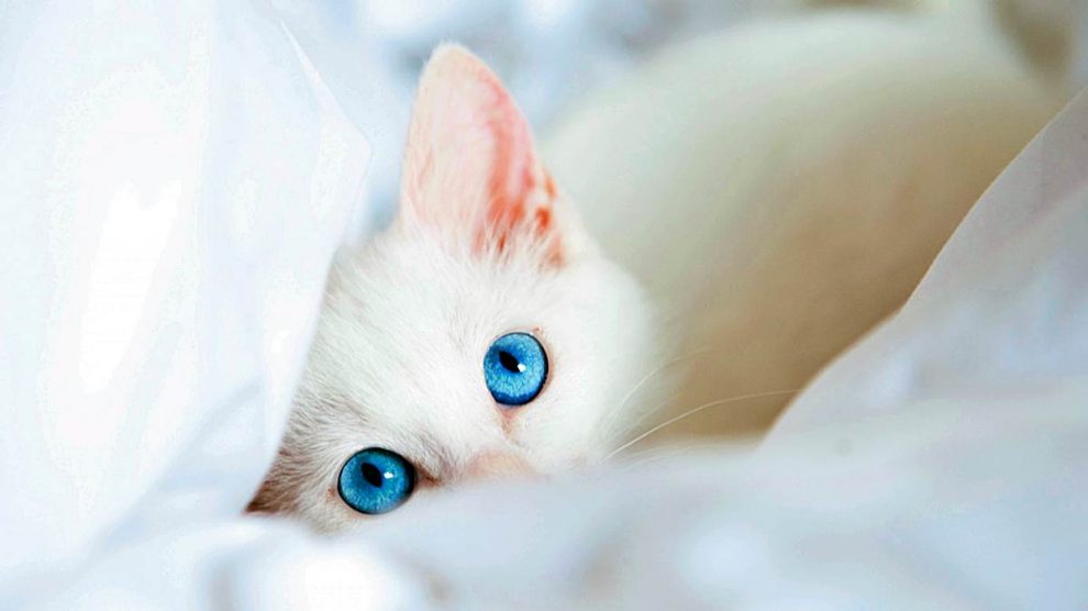 Descubre por qué los gatos blancos de ojos azules suelen ser sordos