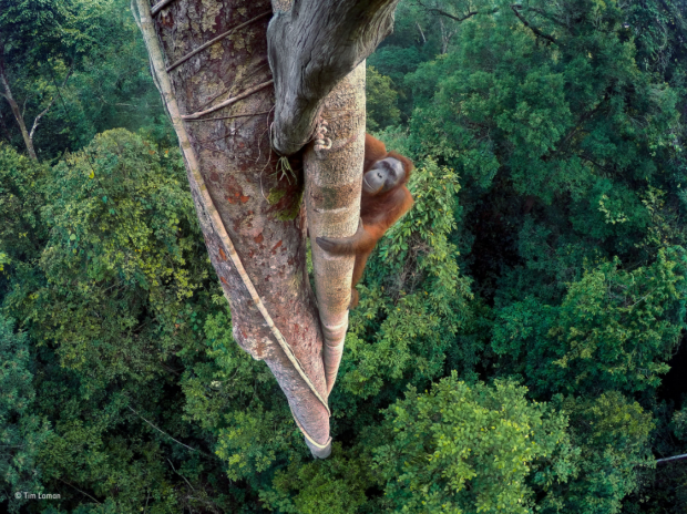 'Vidas entrelazadas' del fotógrafo y biólogo estadounidense Tim Laman ha sido la ganadora de la muestra. TIM LAMAN