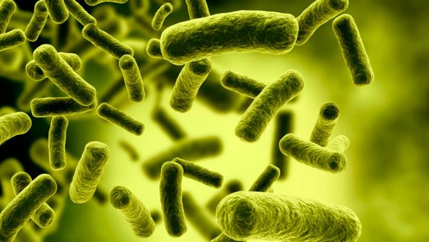 Te desvelamos la verdadera importancia de los microbios