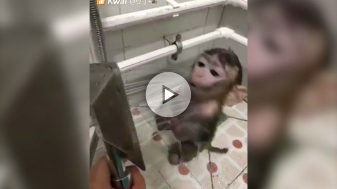 El mono bebé que ha enternecido a las redes sociales