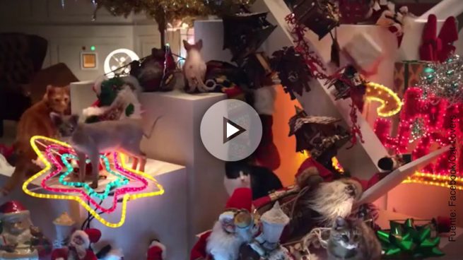 gatos-navidades
