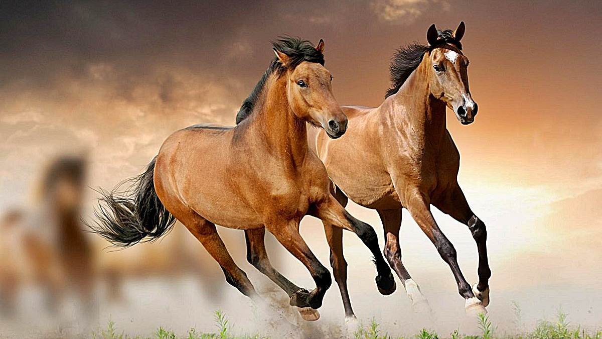 5 curiosidades sobre los caballos que debes saber