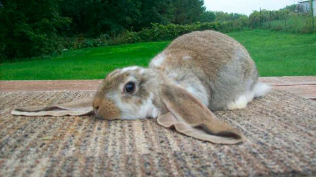 Conejos gigantes: razas, cuánto miden y cuidados