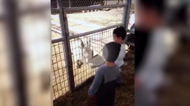 La increíble reacción de un niño al conocer una cabra se hace viral