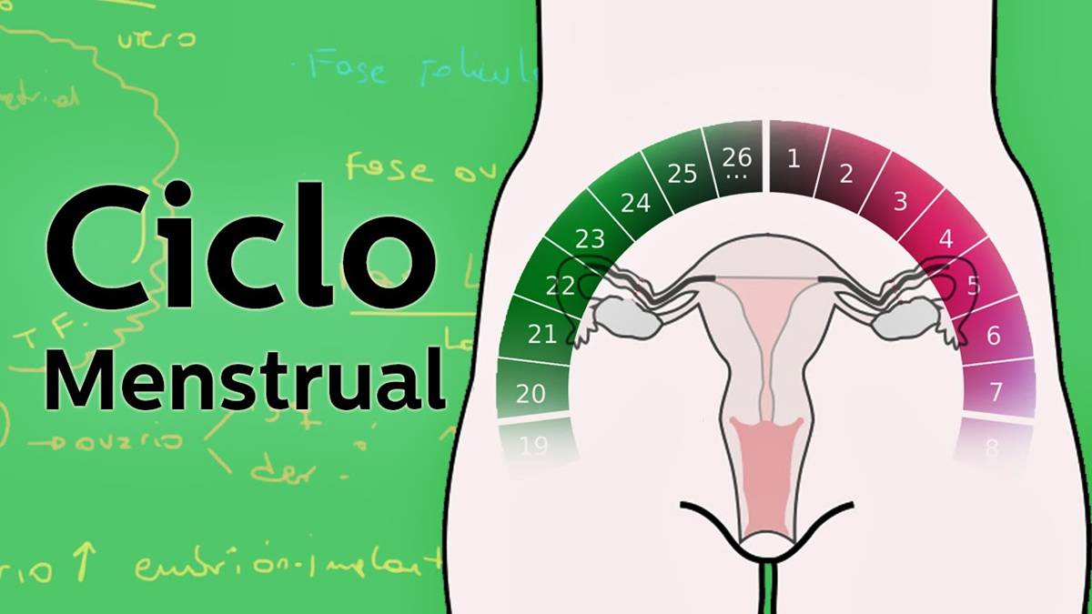 ciclo menstrual ovulacion