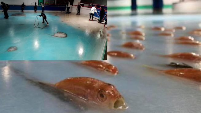 Cierran una pista de patinaje sobre 5.000 peces en Japón por las críticas