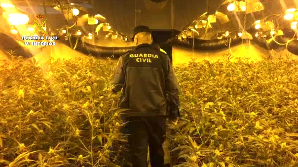 Imagen de plantación de marihuana.