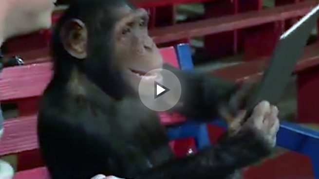 Un chimpancé se vuelve loco por una tablet ‘mágica’