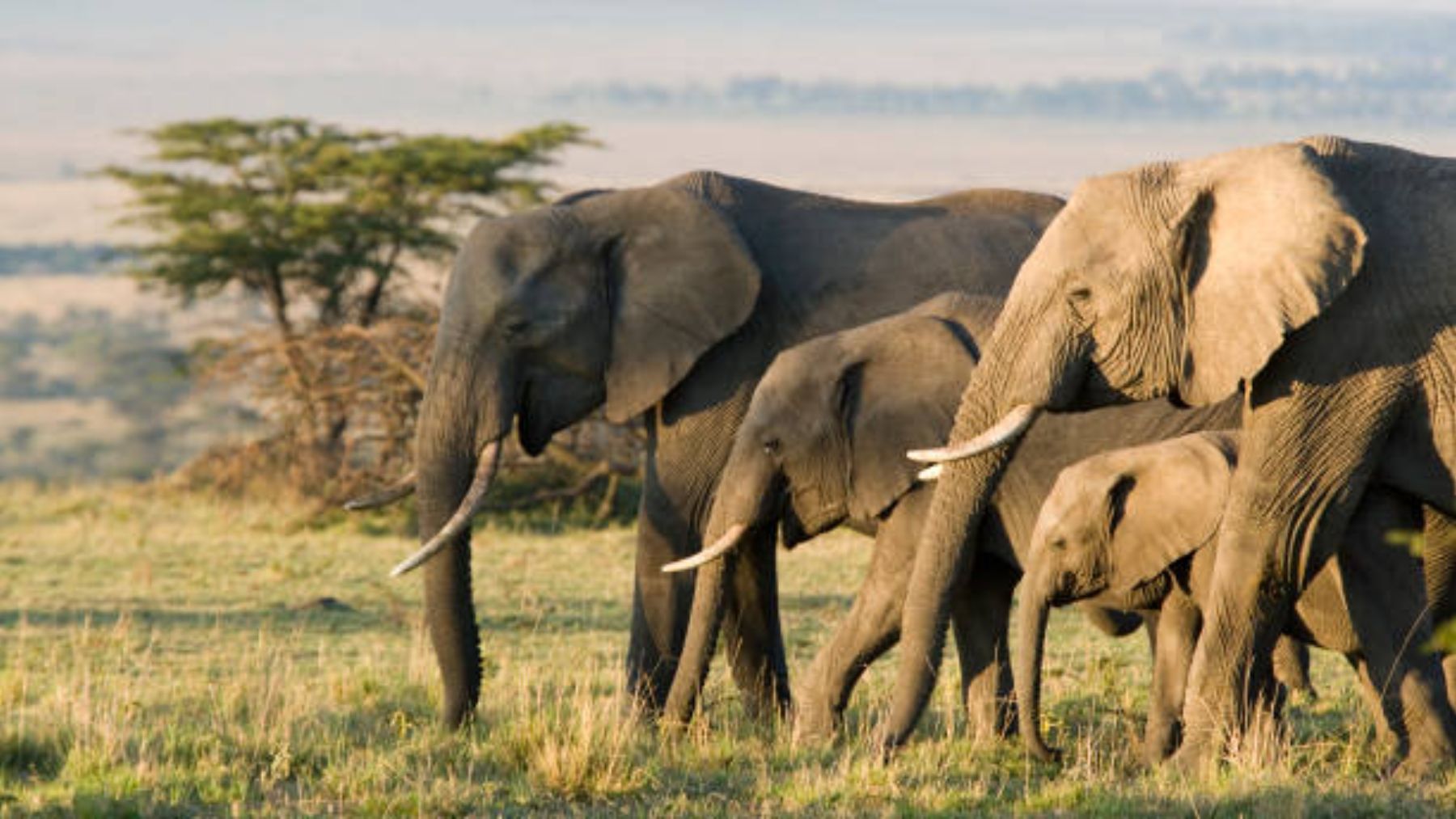 Descubre cómo es la memoria de los elefantes y si es buena