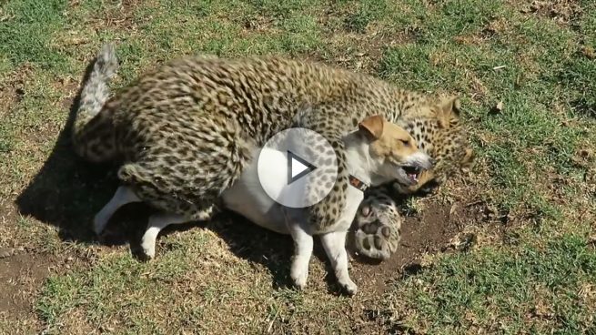 Este leopardo ataca a un perrito pero no de la manera que piensas