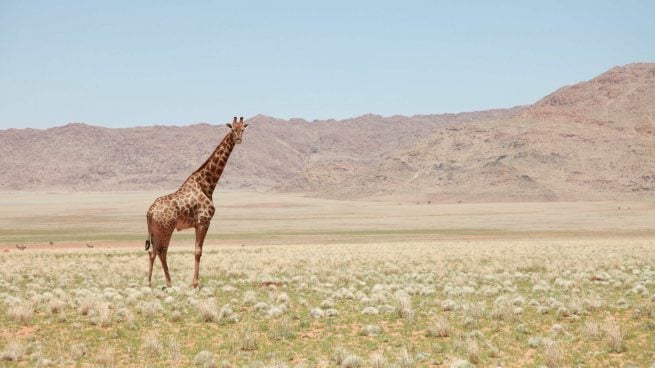 Todo lo que no sabes de las jirafas: dónde viven, cómo duermen…