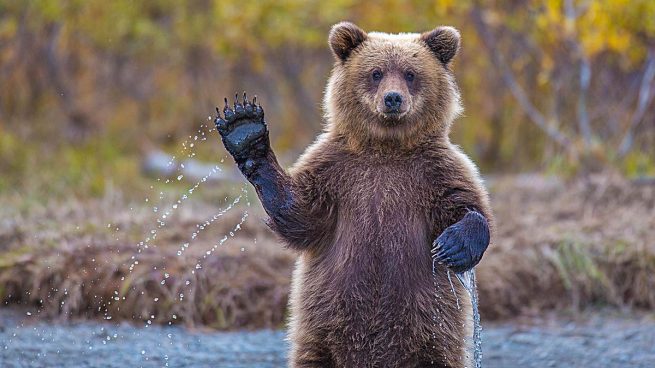 5 osados gifs animados de osos haciendo cosas graciosas