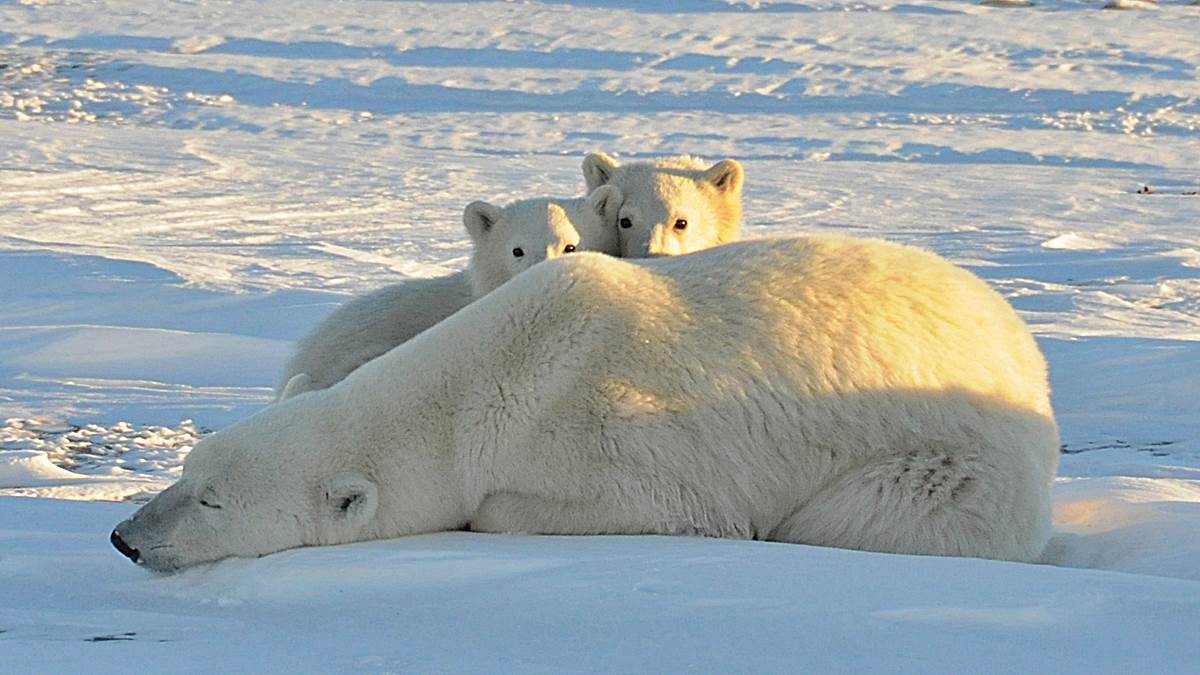 osos polares hielo artico a