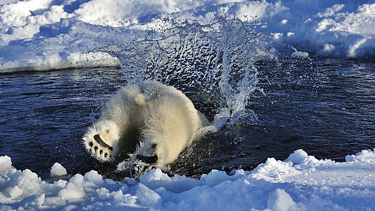 osos polares hielo artico a
