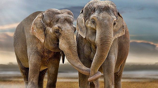 ¿Es realmente buena la memoria de los elefantes?