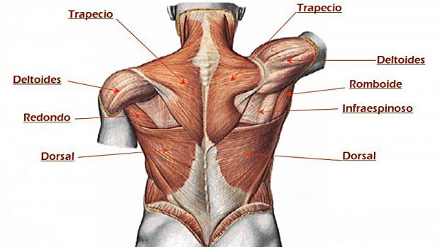 musculos clases