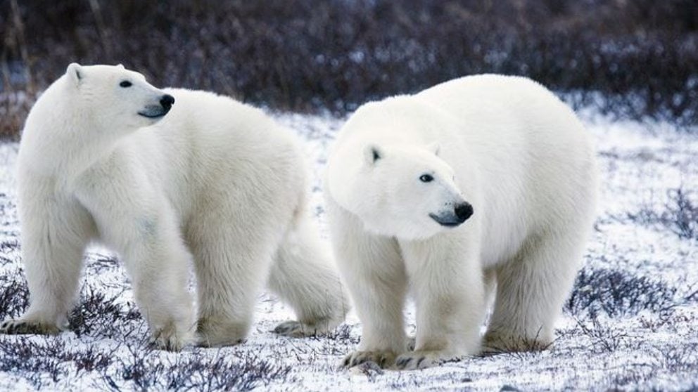 Fauna en el Ártico