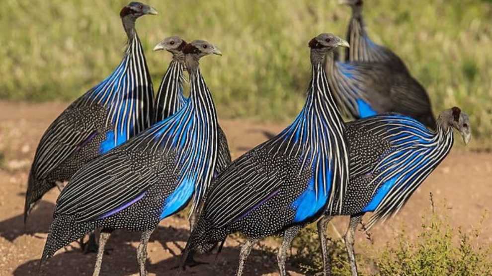 De este animal, que recuerda a una gallina, no se reconocen subespecies.