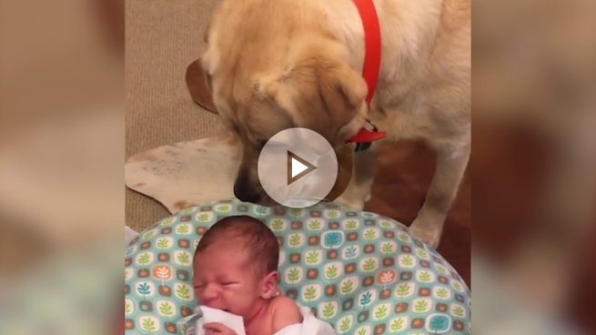 perro-bebe