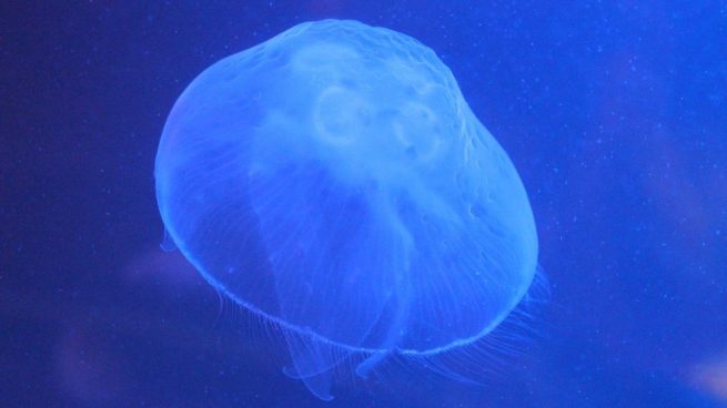 picadura de medusa