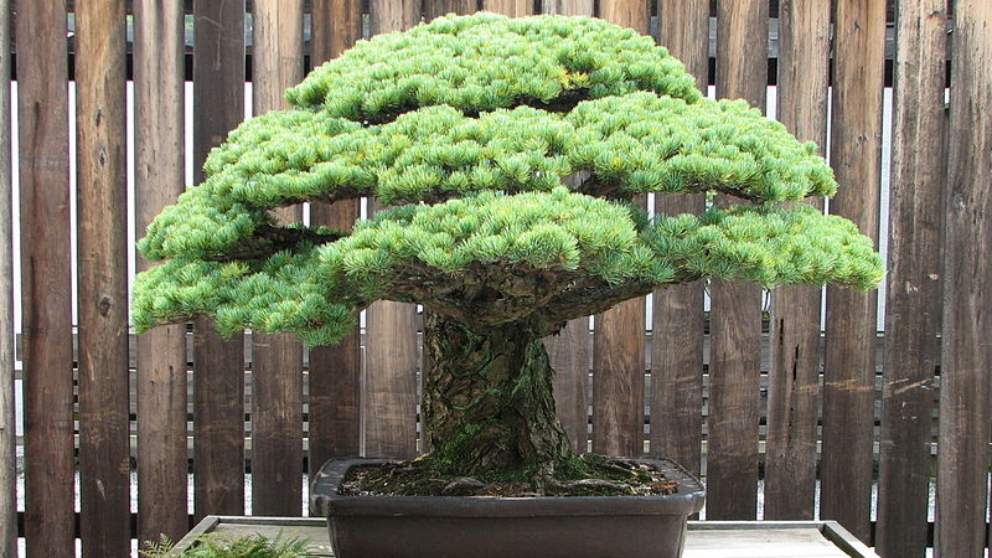 Conoce el bonsái que sobrevivió a Hiroshima