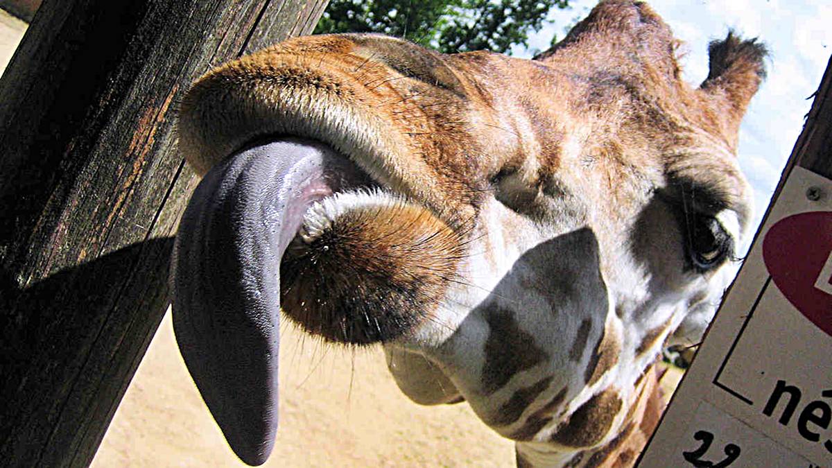 jirafas curiosidades lengua