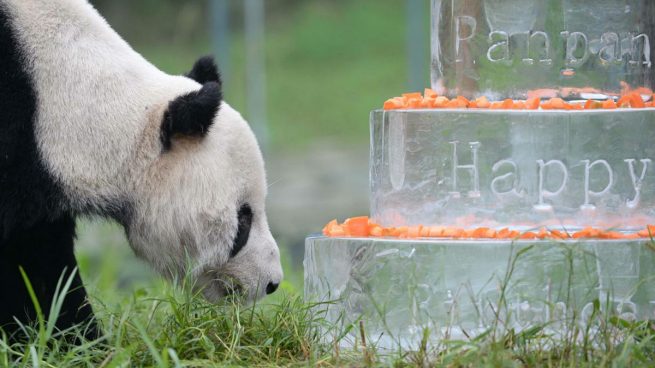 Muere Pan Pan, el oso panda más viejo del mundo, a una edad equivalente a los 100 años humanos
