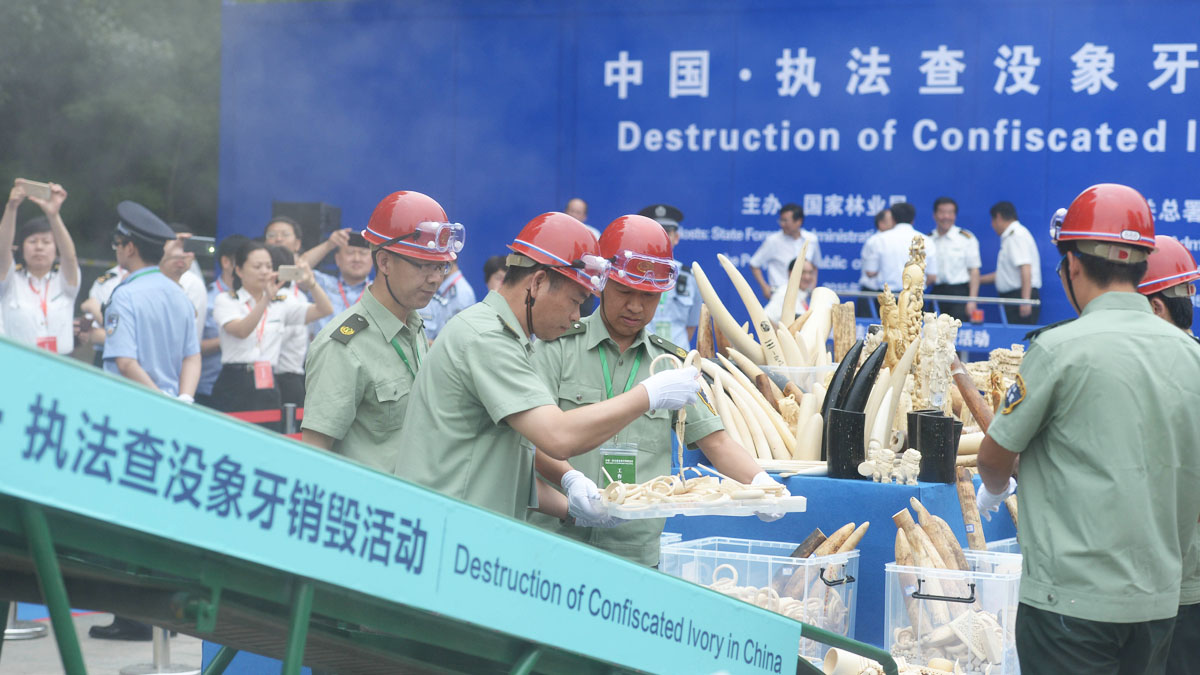 Operarios chinos destruyen piezas ilegales de marfil (Foto: AFP)