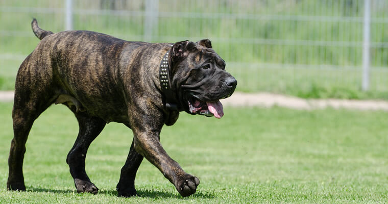 Perros peligrosos: Los 5 perros más agresivos del mundo - Presa canario