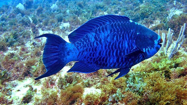Los Peces Respiran Bajo El Agua Gracias A Ellas