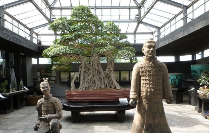El Bonsai Mas Caro Del Mundo