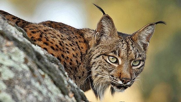 Imagen de un lince ibérico