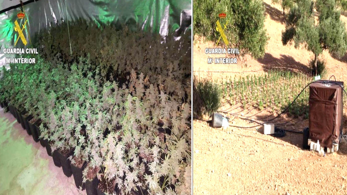 Cultivos de marihuana en Antequera (Foto: Efe).