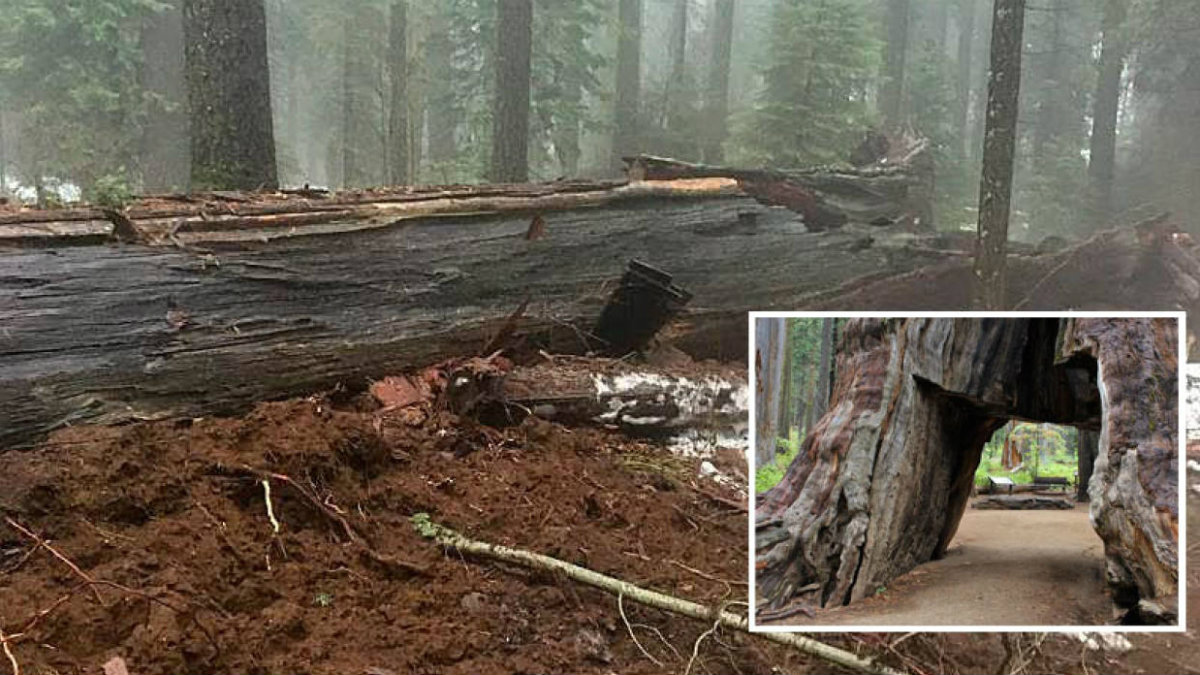 El árbol túnel de Yosemite, caído tras las tormentas que han azotado California.