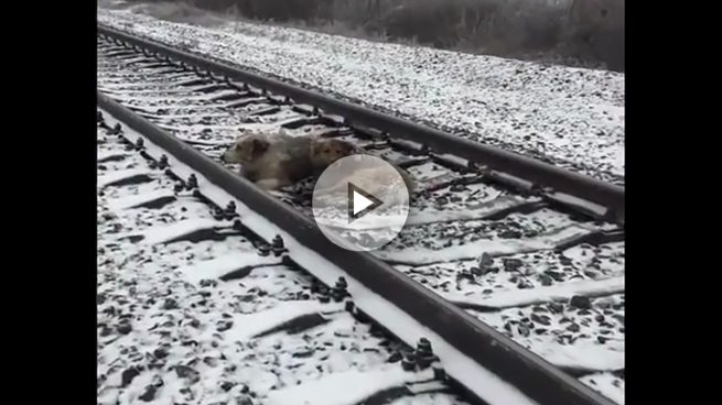 Un perra es protegida por otro perro para evitar ser atropellada por un tren