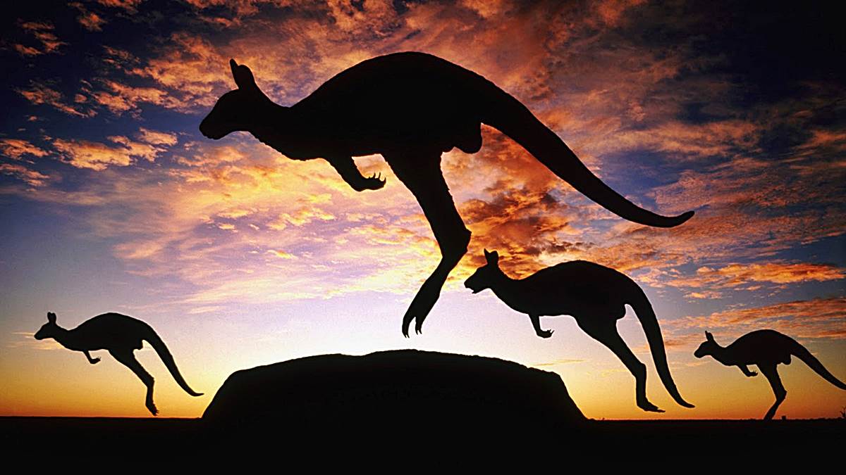 marsupiales australianos curiosidades canguros a