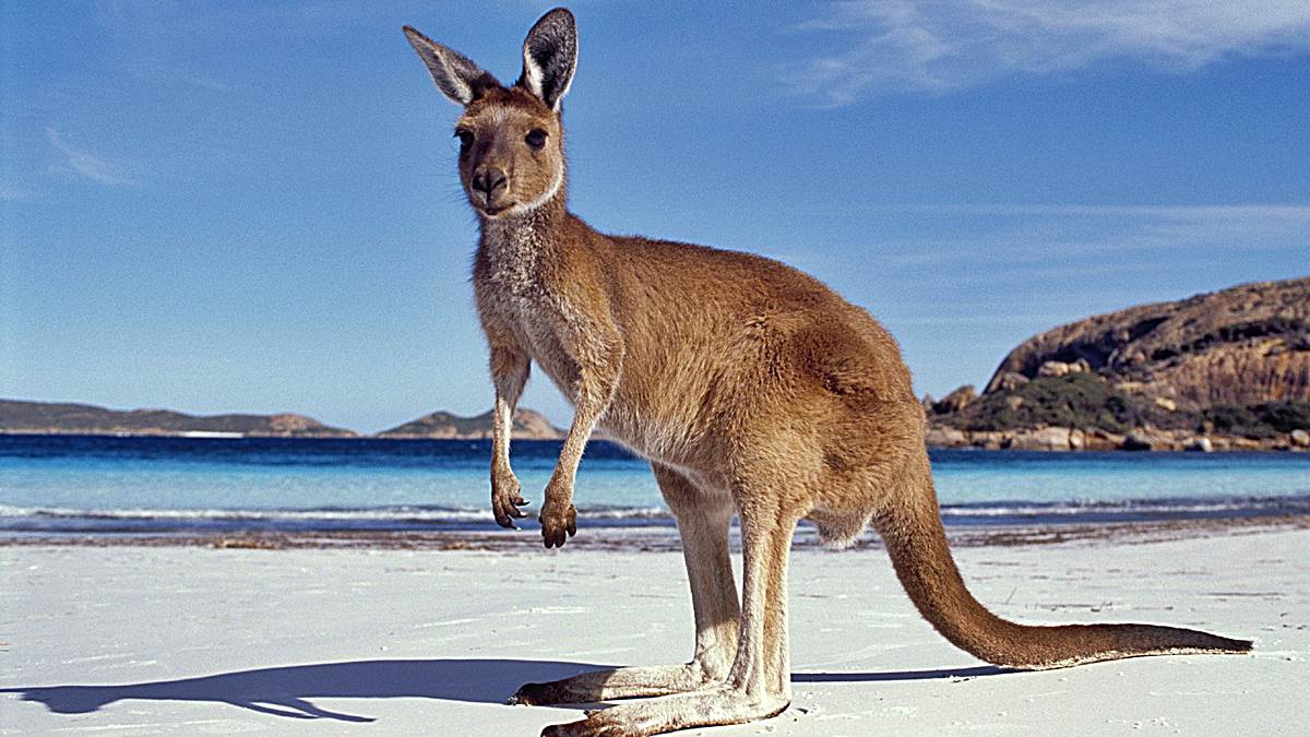 marsupiales australianos curiosidades canguros b