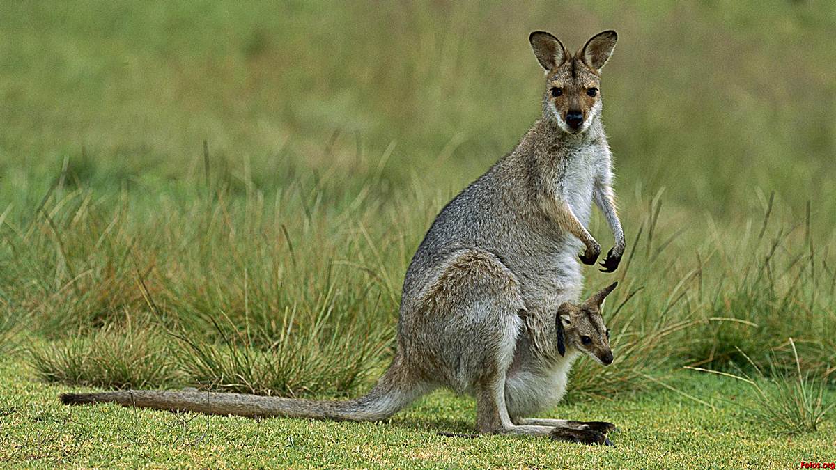 marsupiales australianos curiosidades canguros