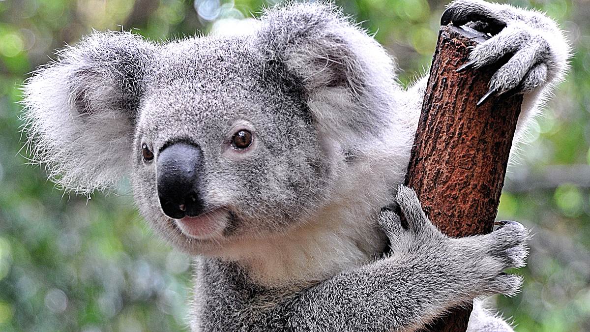 marsupiales australianos curiosidades canguros b
