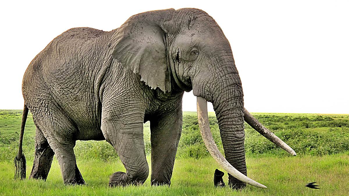 animales sagrados elefantes