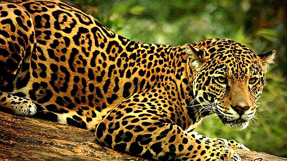 animales sagrados jaguar