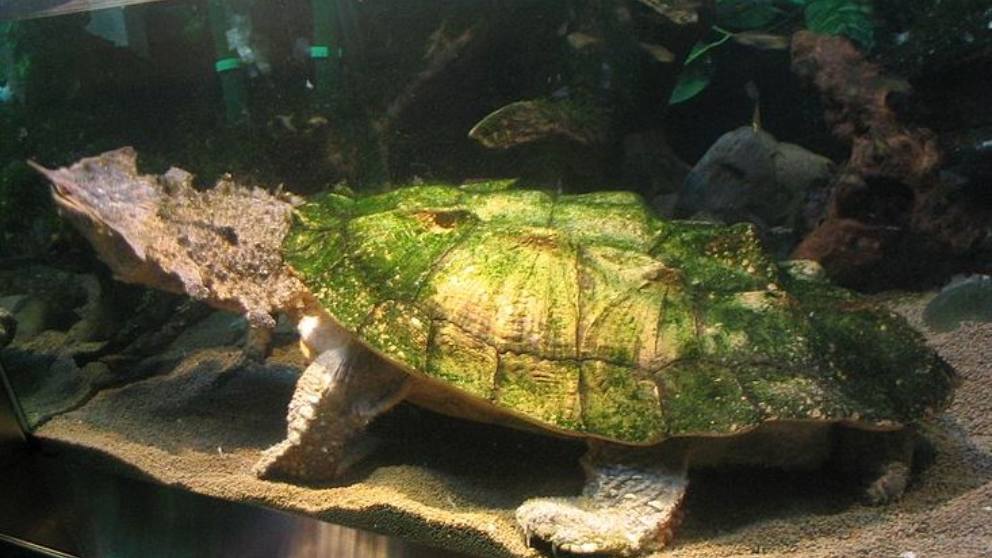 Encontramos diversas especies de tortugas, las hay pequeñitas y también enormes.