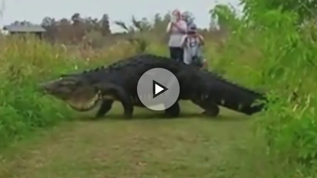 alligator-gigante