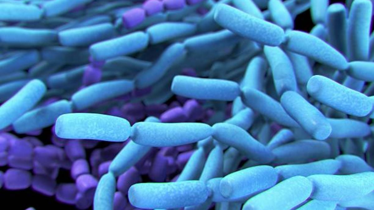 Cómo son y en qué consisten las bacterias Gram Positivas
