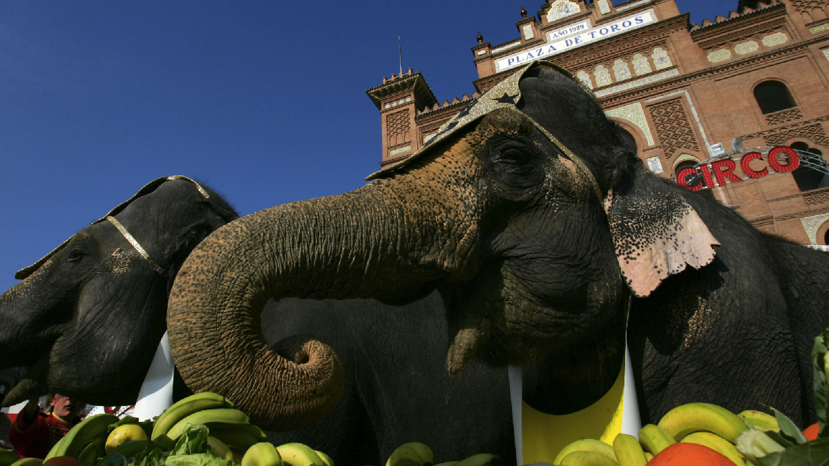 Elefantes en la Plaza de Toros de Las Ventas presentando el «Gran Circo Mundial» en 2006. (Foto: AFP)