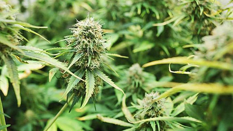 Plantas de marihuana.