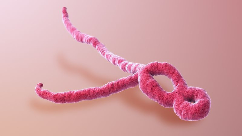 El virus del ébola y su historia hasta encontrar la vacuna
