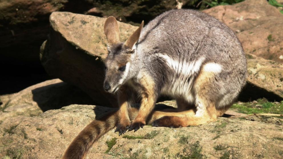 Anota curiosidades sobre los marsupiales australianos