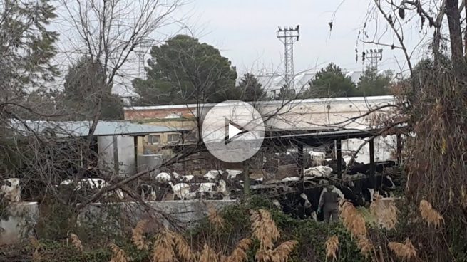 A la alcaldesa podemita de San Fernando de Henares se le escapan las vacas que expropió