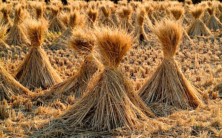 Ninots ecológicos con paja de arroz una investigación de la Universidad Politécnica de Valencia